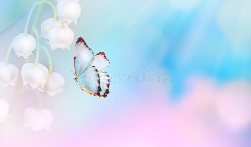 Spring Butterfly on a Flower Background, Vintage Toning Blue Background,  Summer, Butterfly Nature Beautiful Stock Photo - Image of field, meadow:  136514616