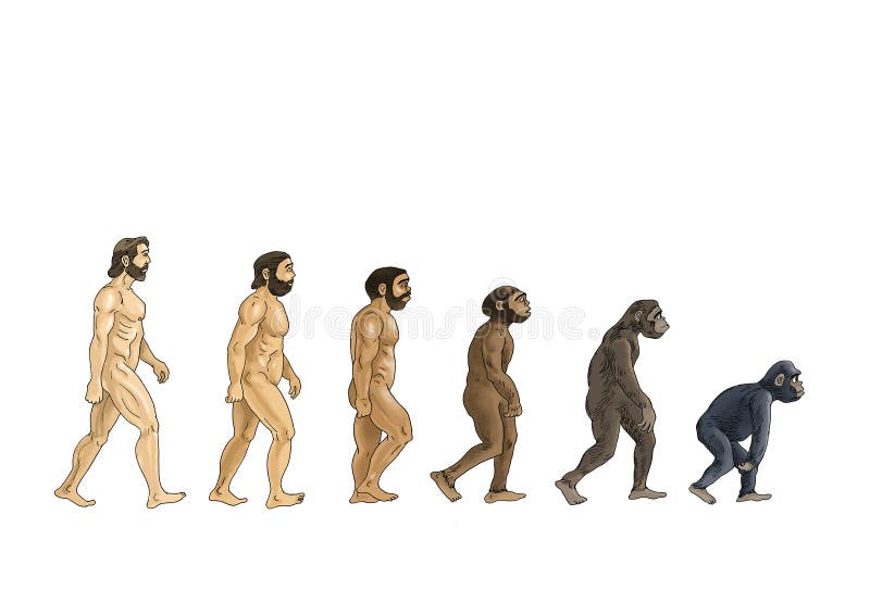 Theory of evolution  color cartoon illustrations  white background