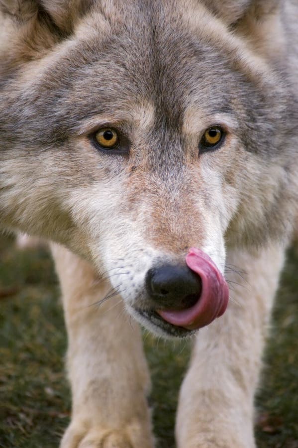 Timber Wolf Licks Nose stock image. Image of creature - 2198225