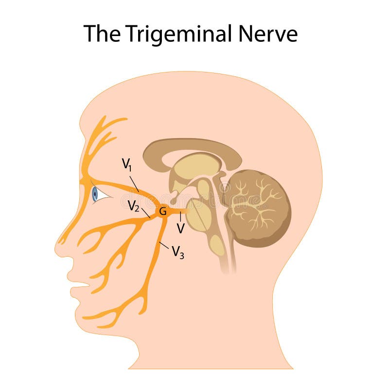 The trigeminal nerve stock vector. Illustration of neuron - 23875564