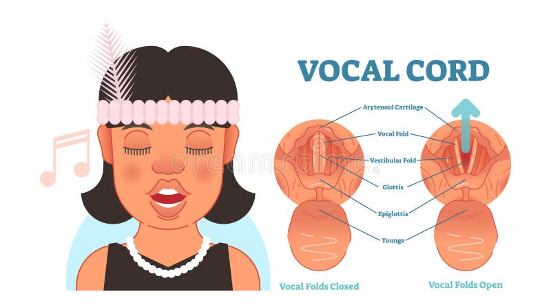 Vocal Cord Model Labeled