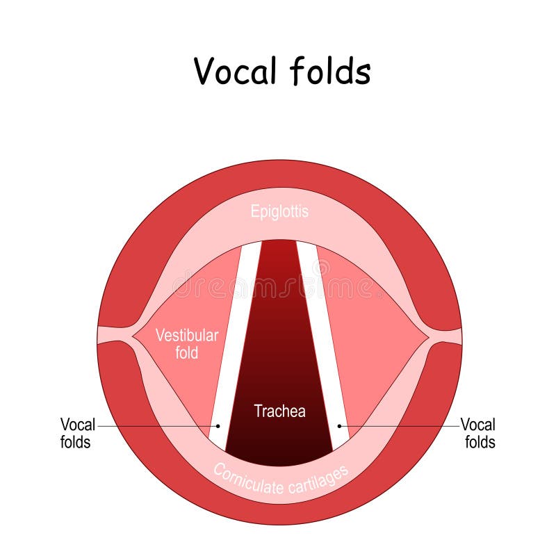 Vocal Folds Diagram