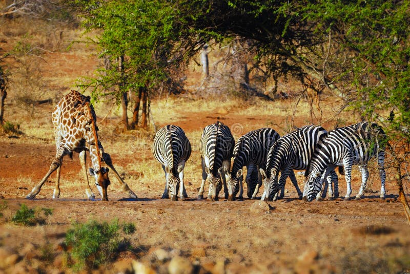 At a waterhole in South Africa