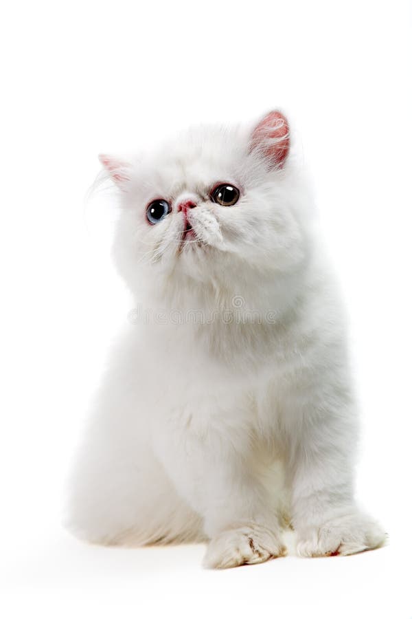 White persian cat royalty free stock photos