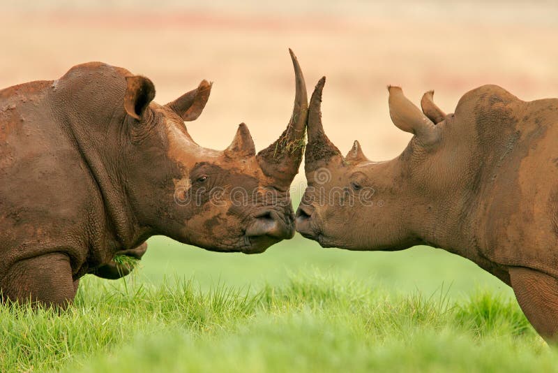 White rhinoceros, South Africa