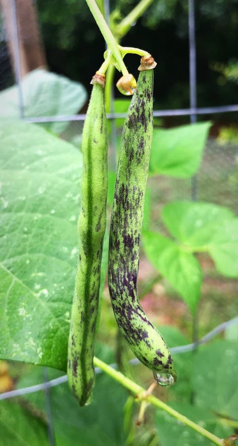 Rattlesnake green beans raind drentched stock photography