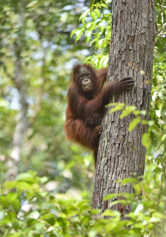 Central Bornean orangutan Pongo pygmaeus wurmbii on the tree in natural habitat. Wild nature in Tropical Rainforest of Borneo. stock images