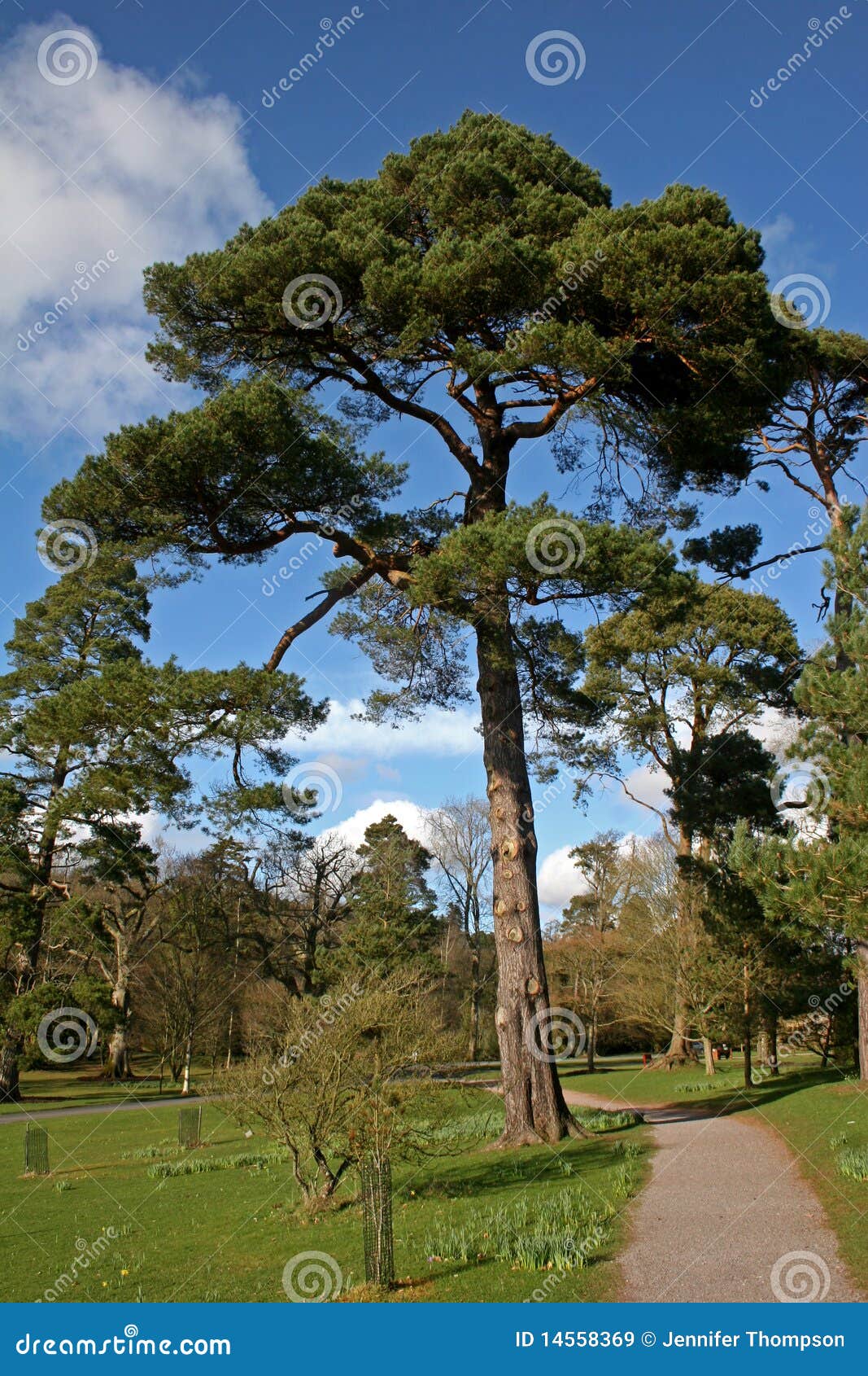 Árbol de cedro imagen de archivo. Imagen de cedro, abeto - 14558369