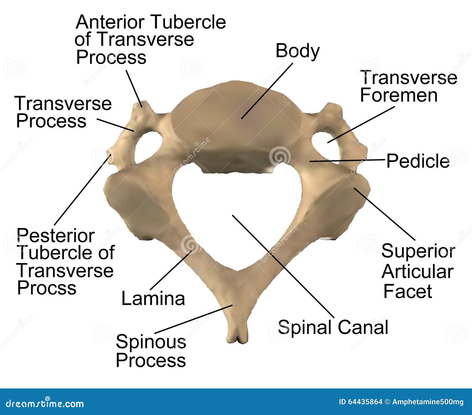 Cervical Spine Diagram Labeled