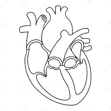 Anatomy of Human Heart Vector Illustration Stock Vector - Illustration ...