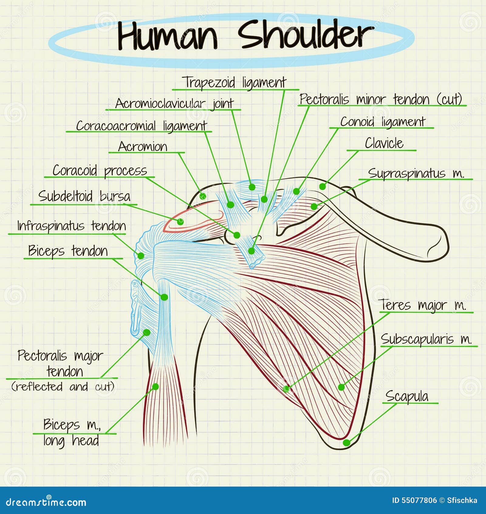 Anatomy of the Human Shoulder Detail Stock Vector - Illustration of ...