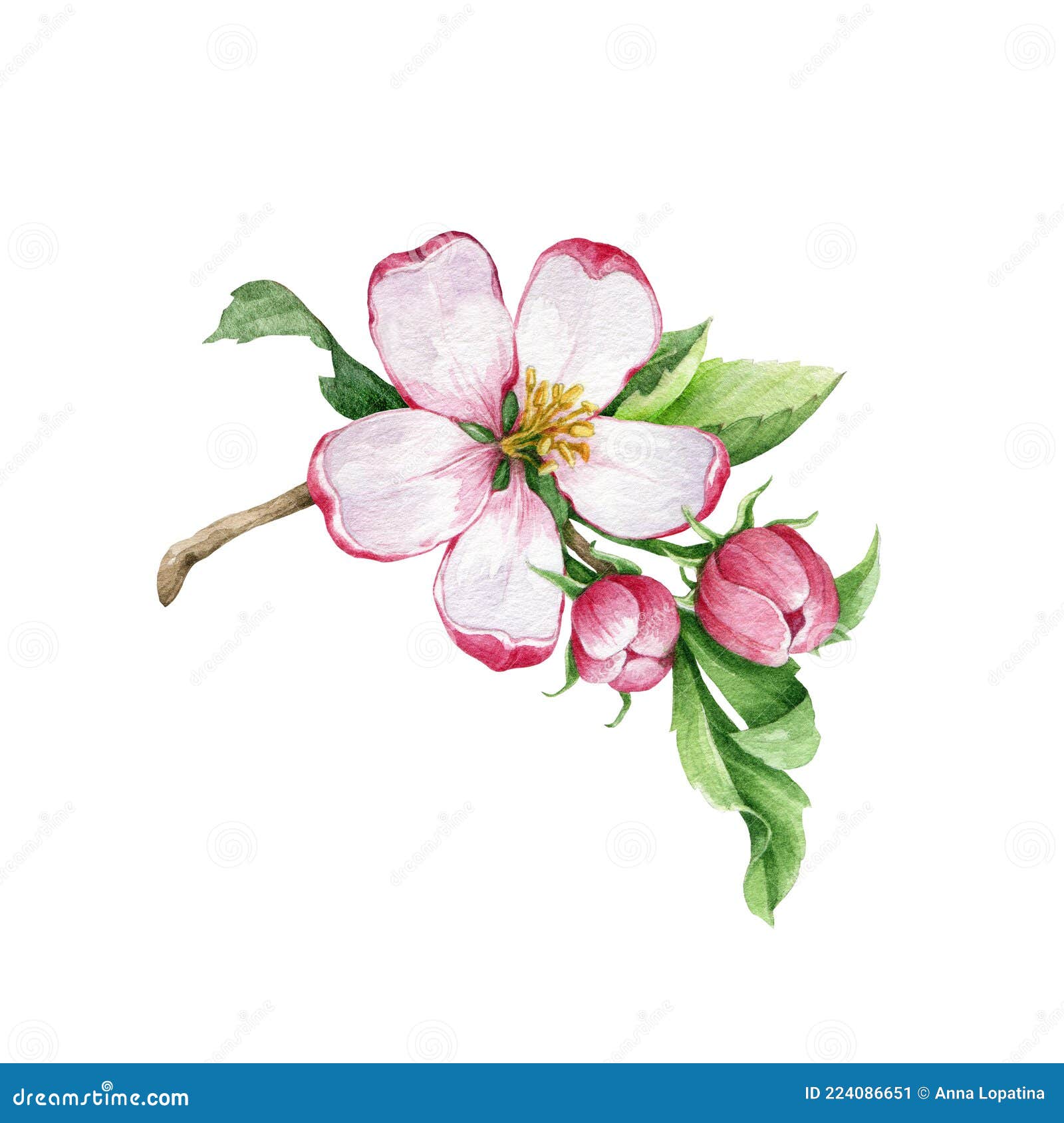 Flowering Apple Tree Drawing