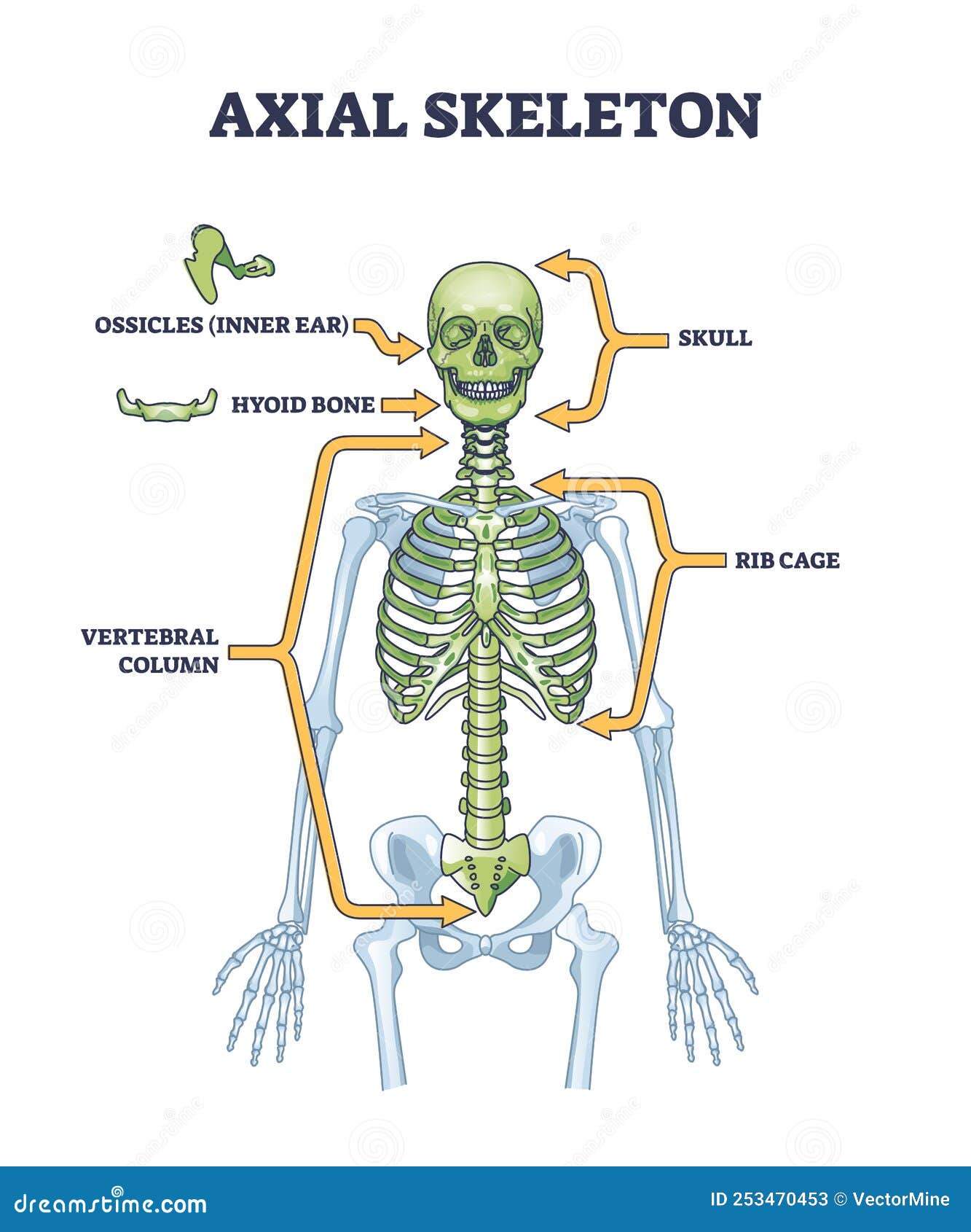 Axial Skeleton Diagram Animal