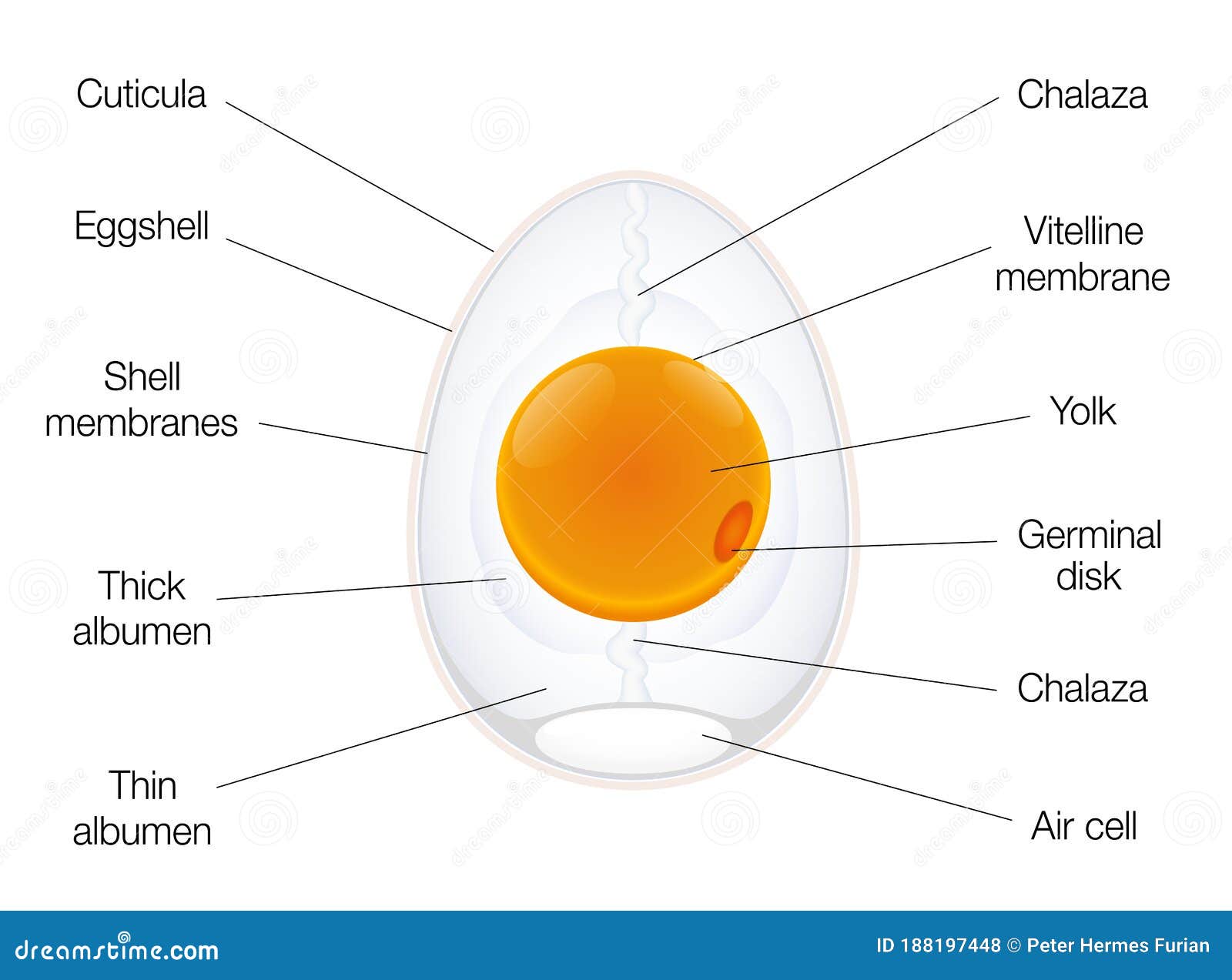 Birds Egg Anatomy Diagram Chart Structure Names Stock Vector ...