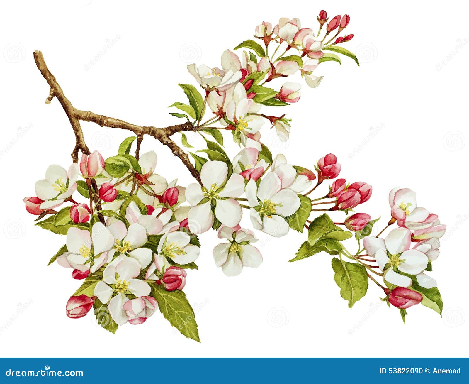 Apple Blossom Botanical Drawing