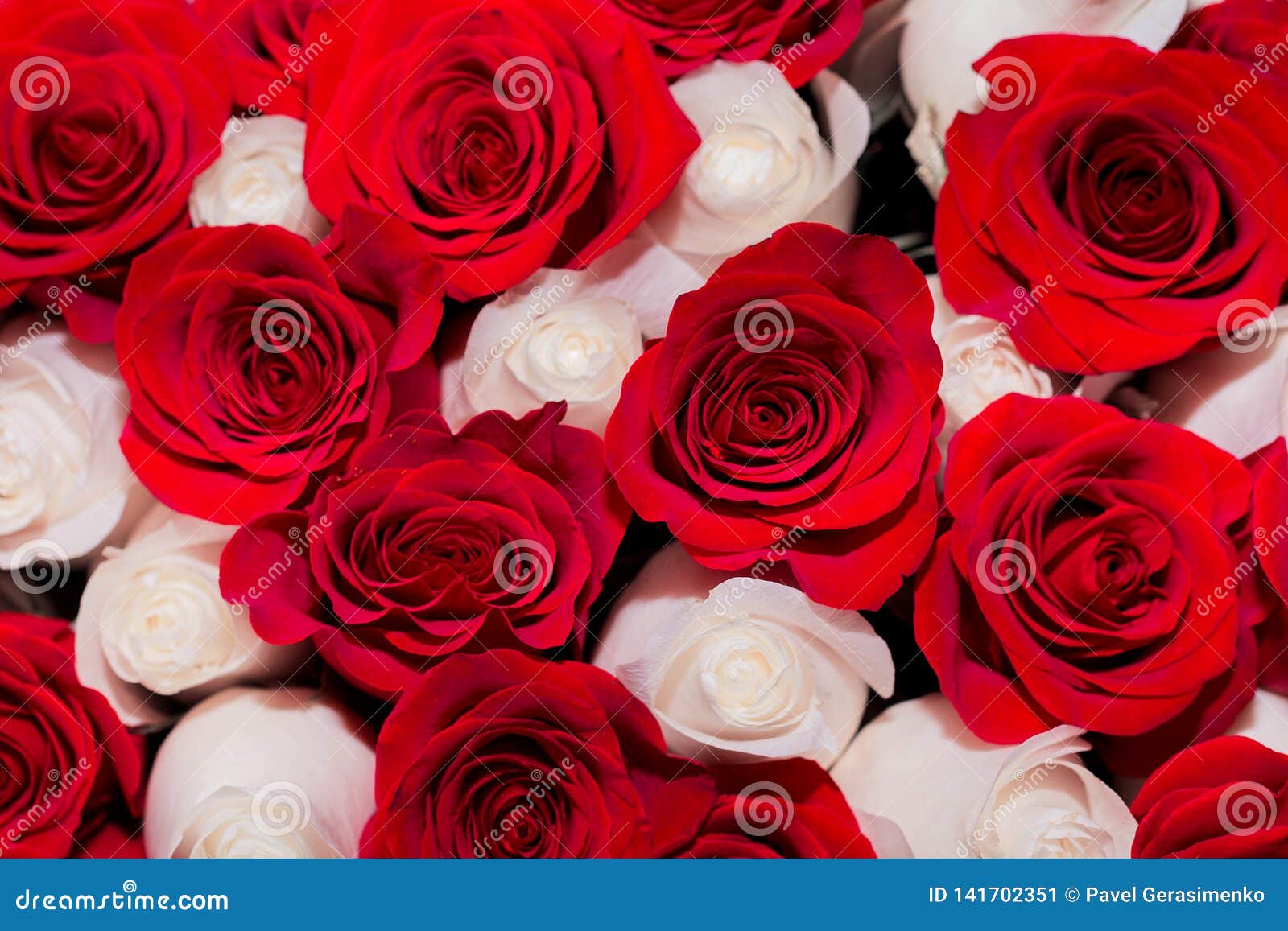 Bouquet Of Red And White Roses, The Concept Of Romance Or Wedding Stock  Image - Image Of Marriage, Bloom: 141702351