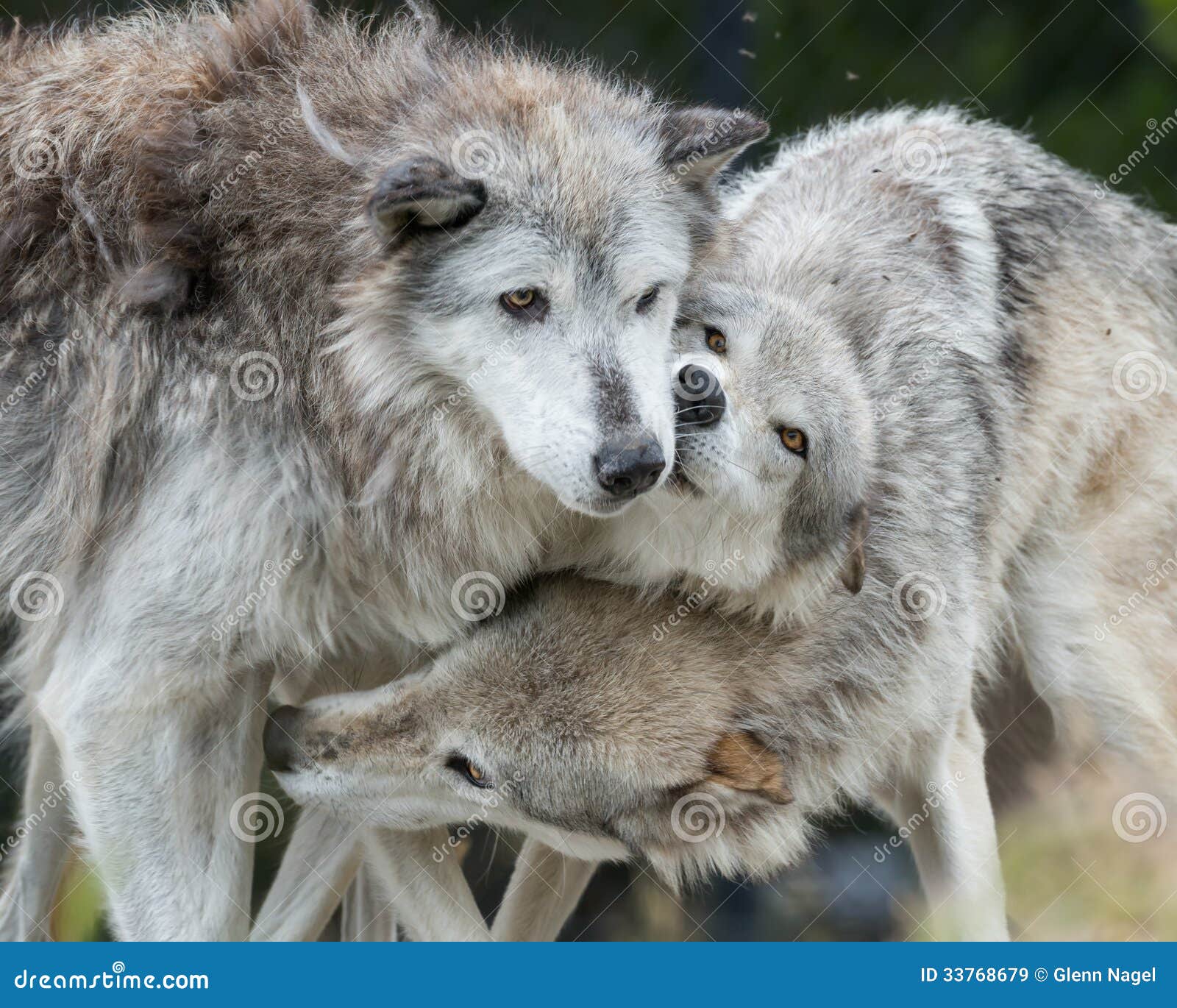 Cuddling wolves stock image. Image of park, states, closeup - 33768679