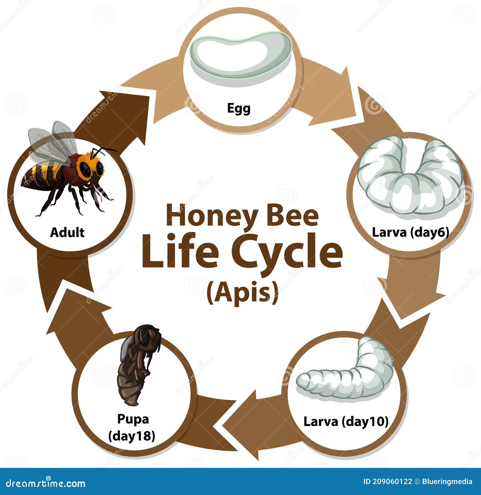 Bee Pollination Cycle