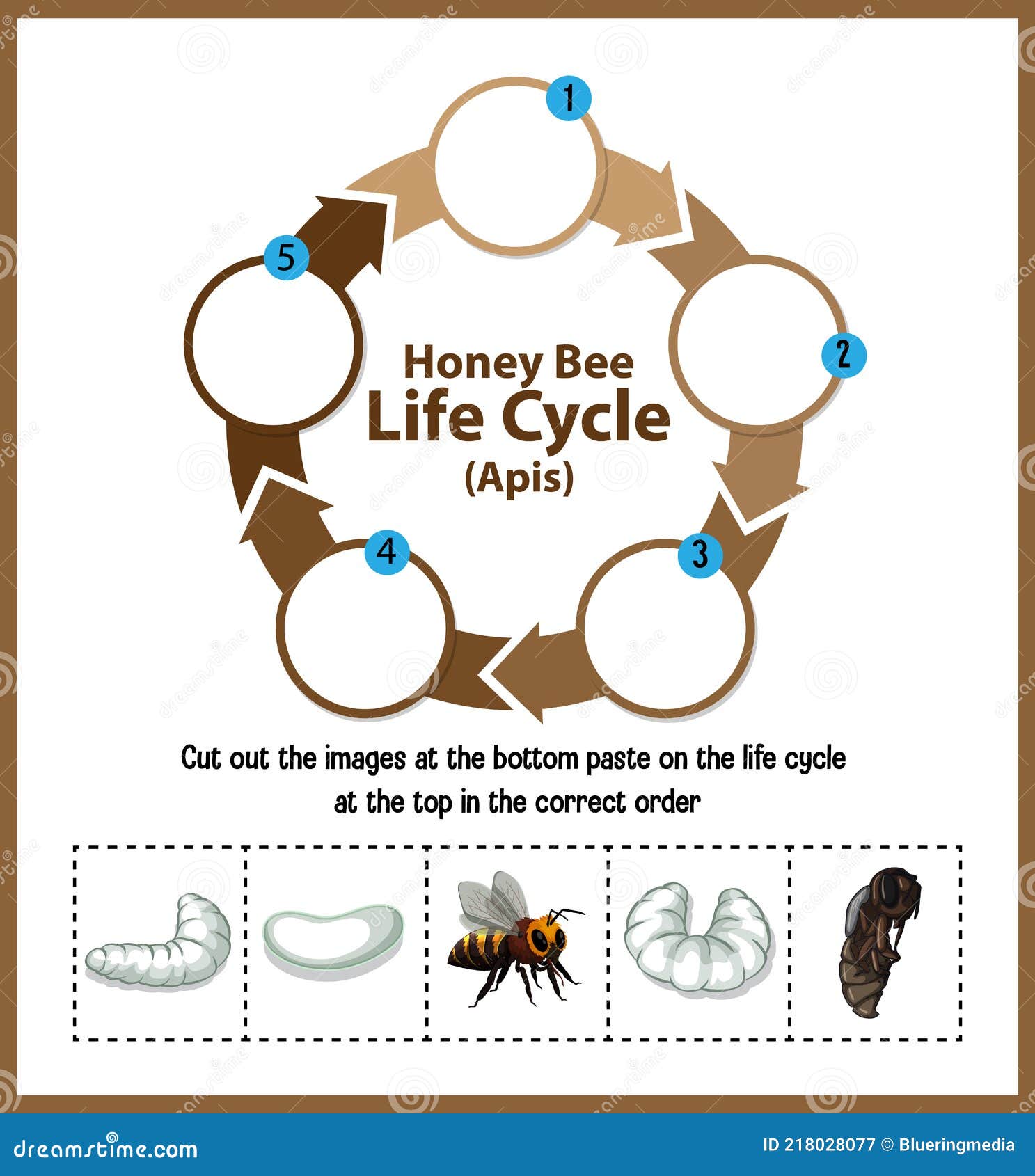 Life Cycle Of Honey Bee Diagram