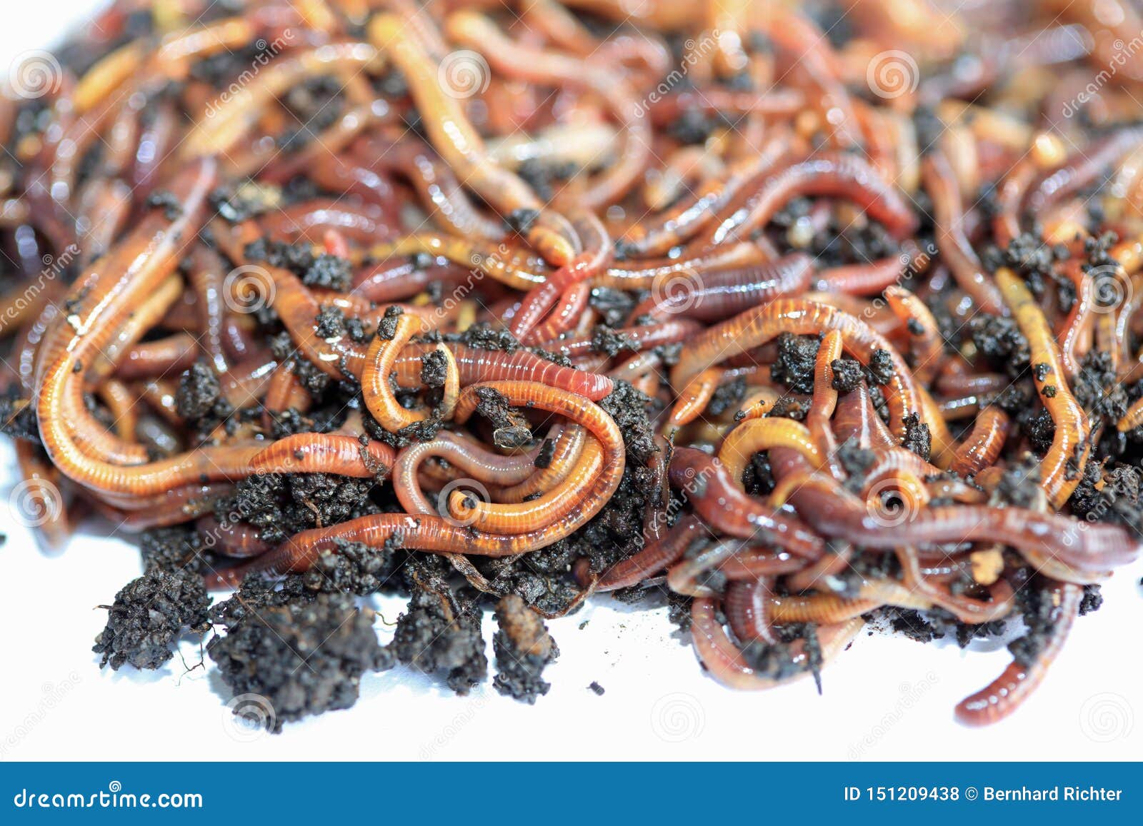 Earthworms Dendrobena Veneta for Fishing or Compost Stock Photo - Image ...