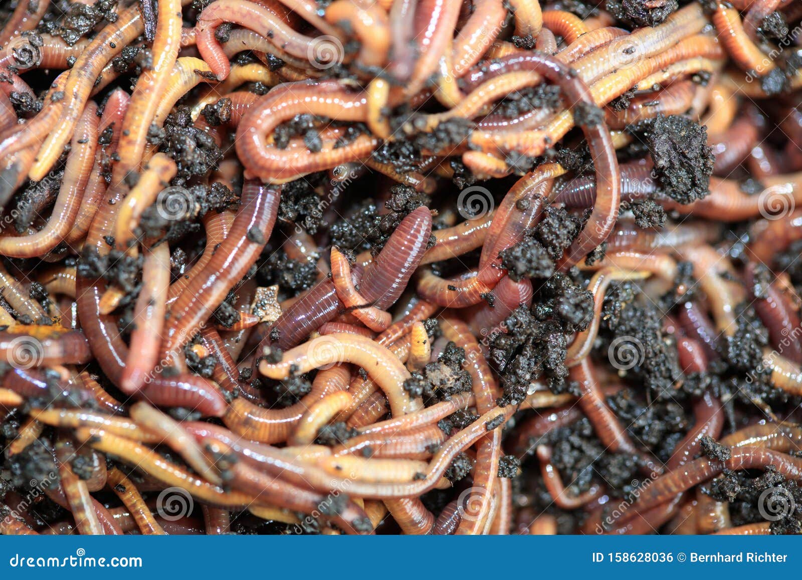 Earthworms Dendrobena Veneta for Fishing or Compost Stock Photo - Image ...