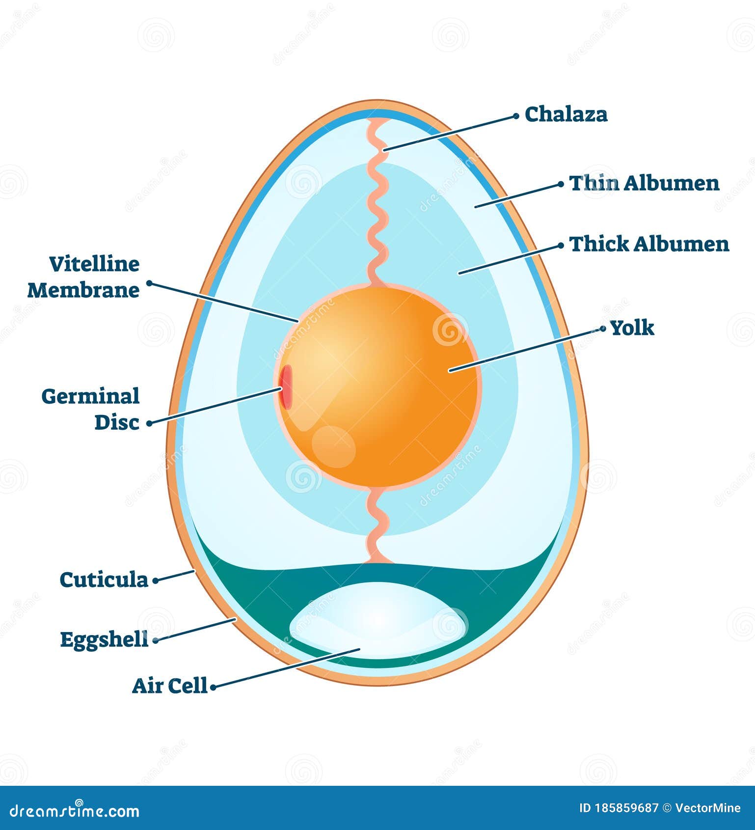 Egg Anatomy Diagram