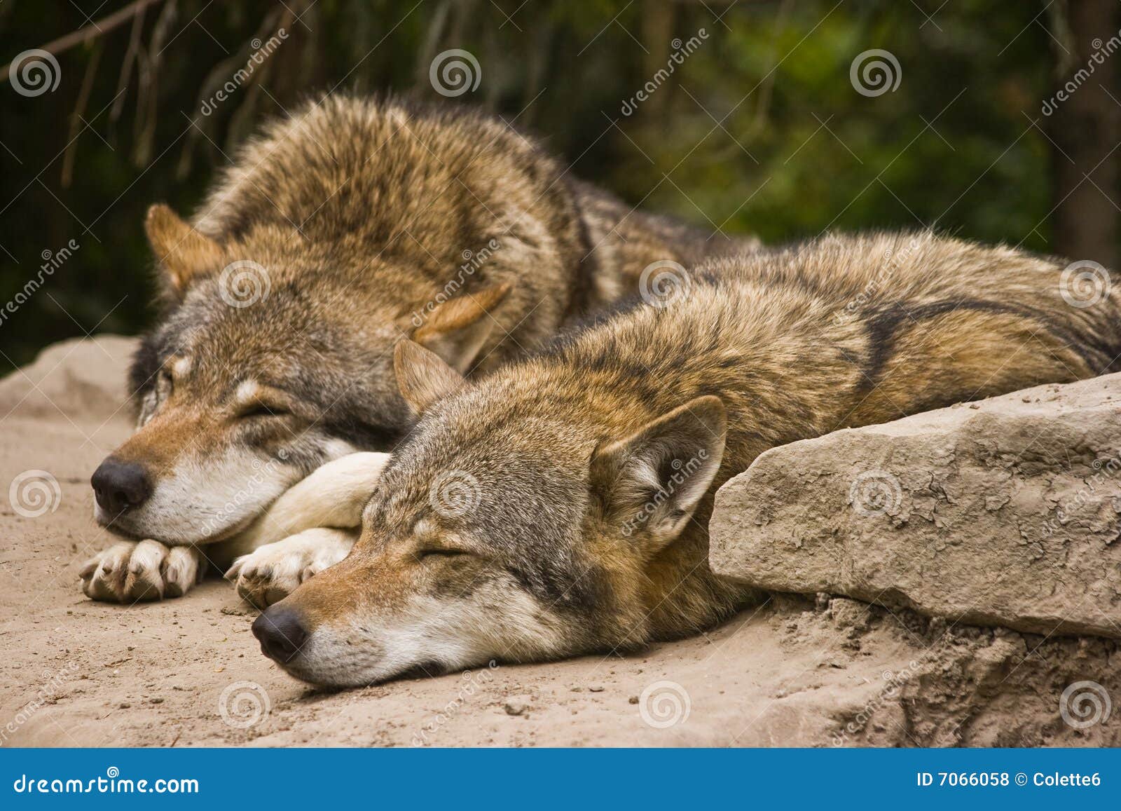 European grey Wolves stock photo. Image of nature, carnivore - 7066058