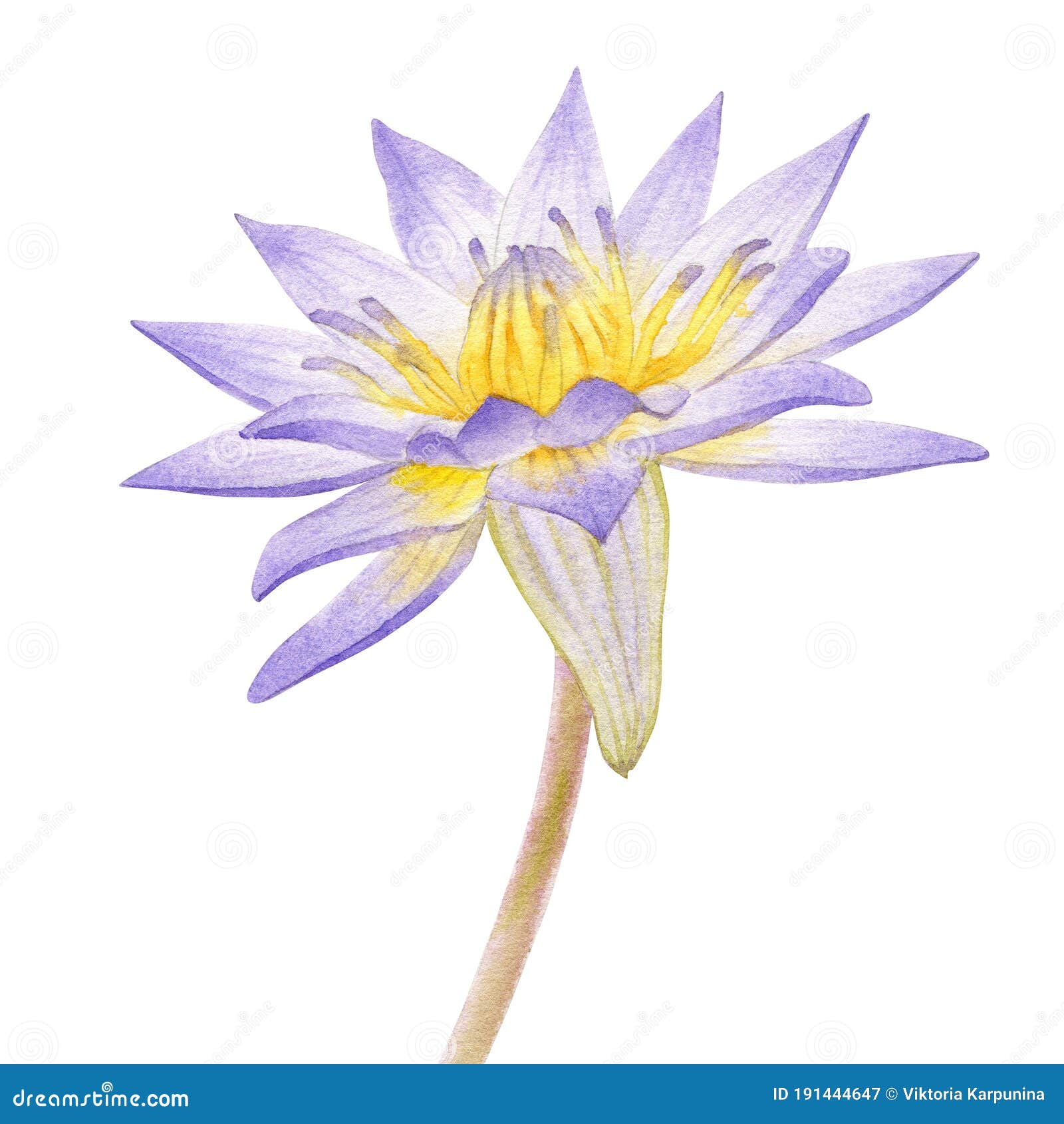 Egyptian Lotus Flower Drawing