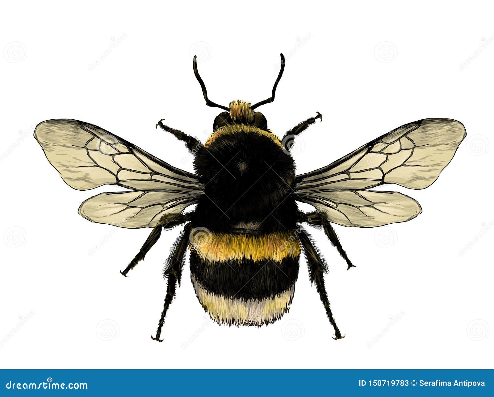 Bumble Bee Insect Drawings