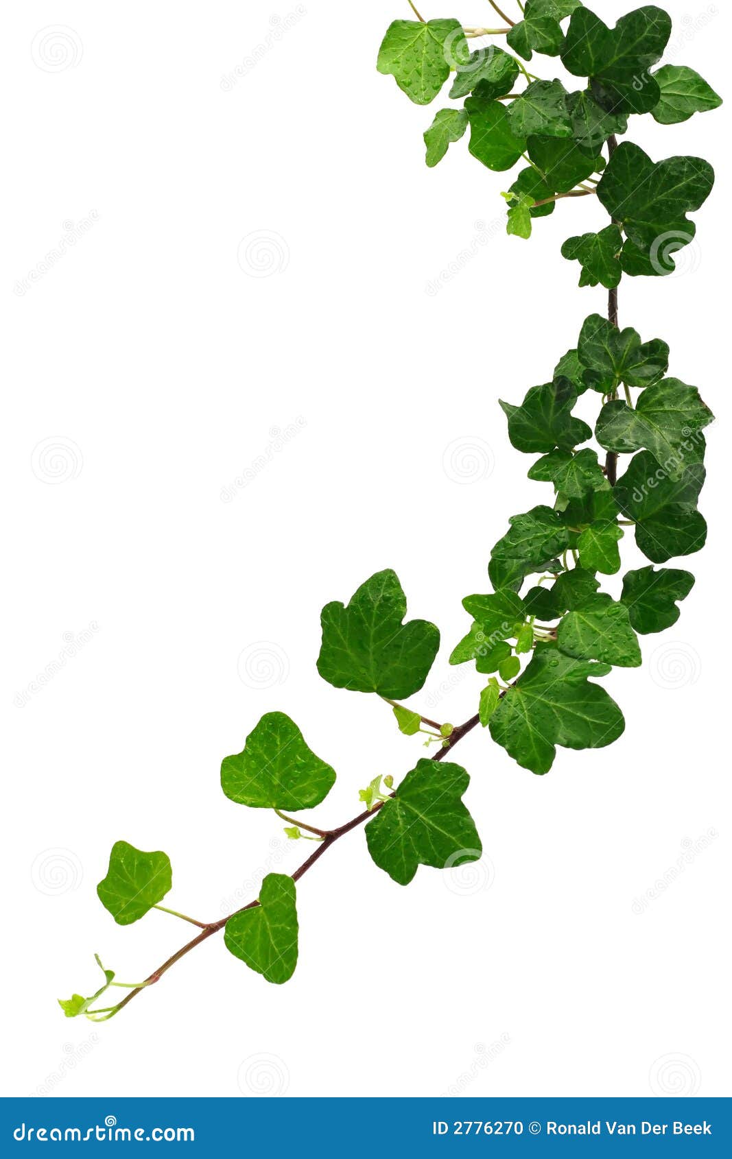 Green ivy clipart