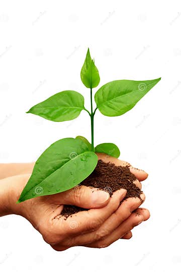 Green plant in hand stock image. Image of guidance, origins - 18277263