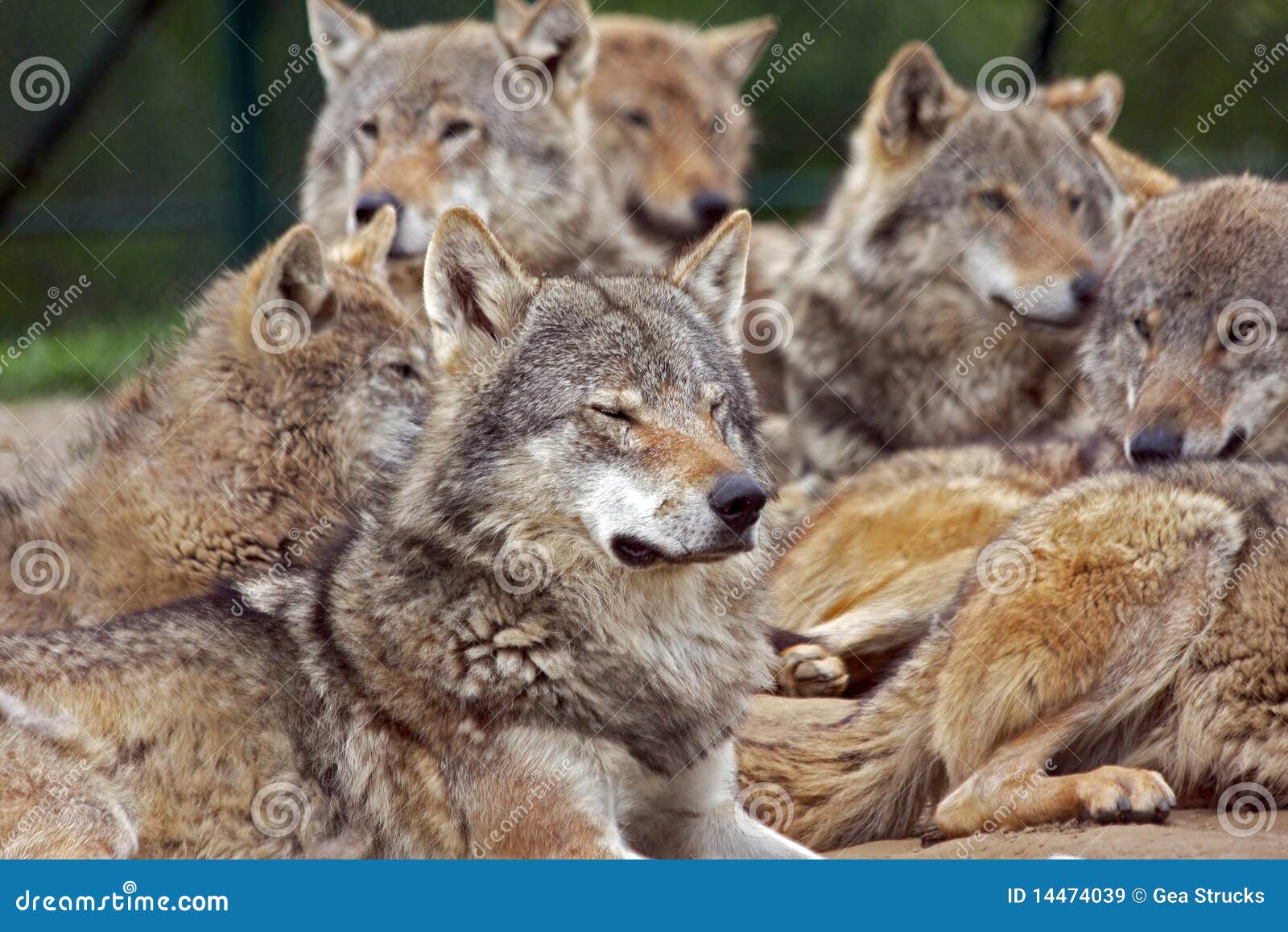 Group Wolves Royalty Free Stock Images - Image: 14474039