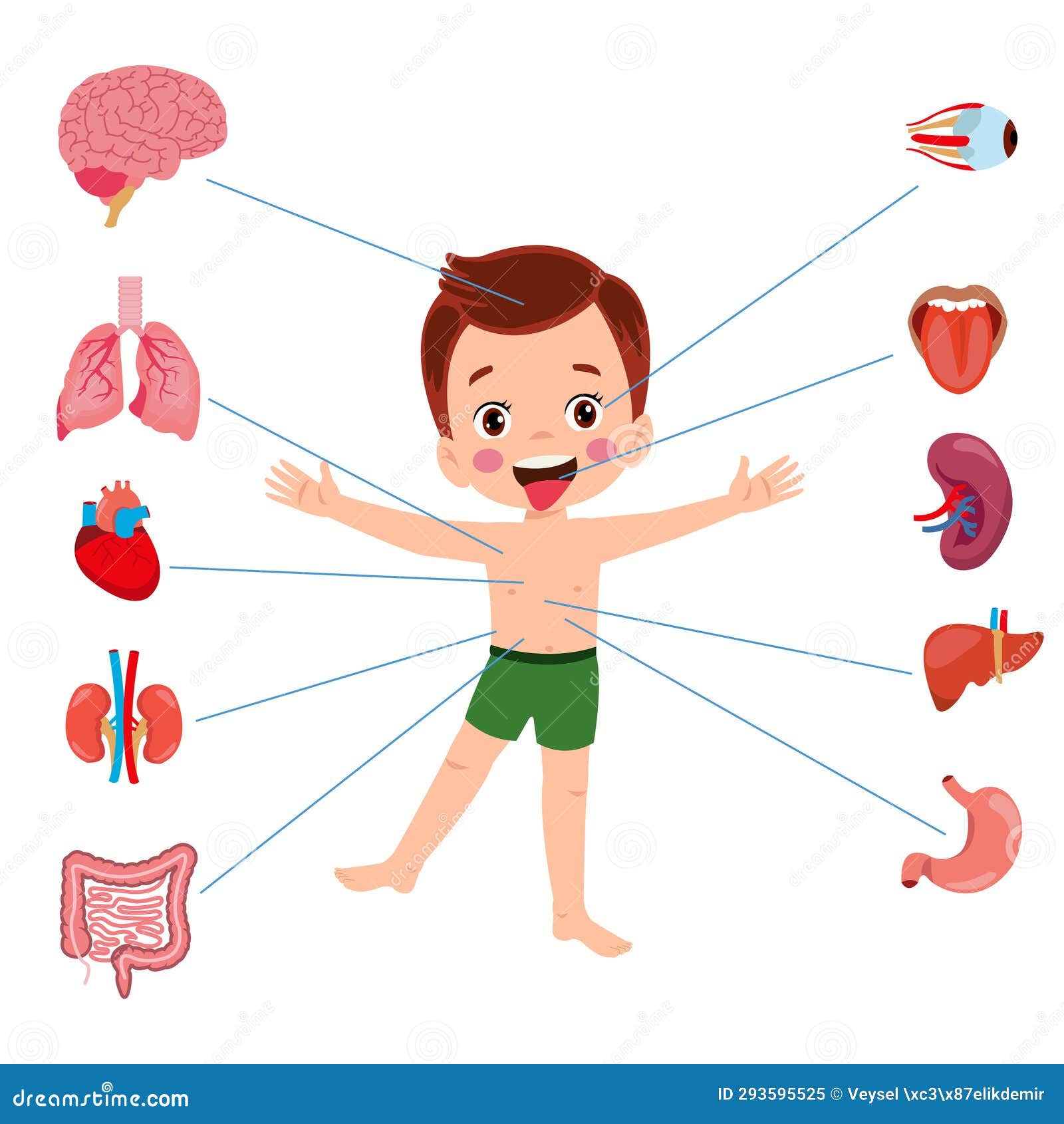 Human Anatomy Internal Organ Set Stock Vector - Illustration of kidney ...