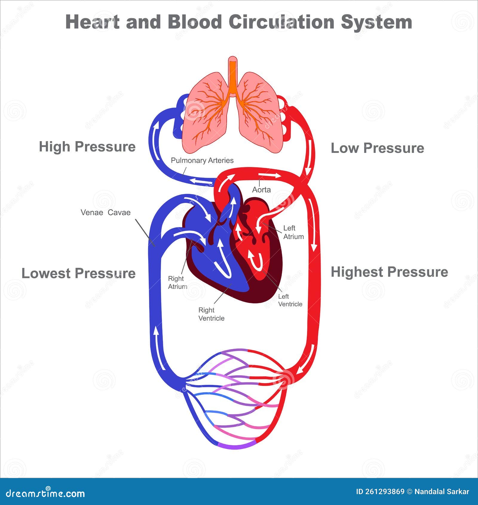 Simple Diagram Of The Circulatory System Circulatory Circula