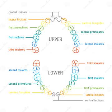 Human Tooth Thin Line Color Anatomy Chart. Vector Stock Vector ...