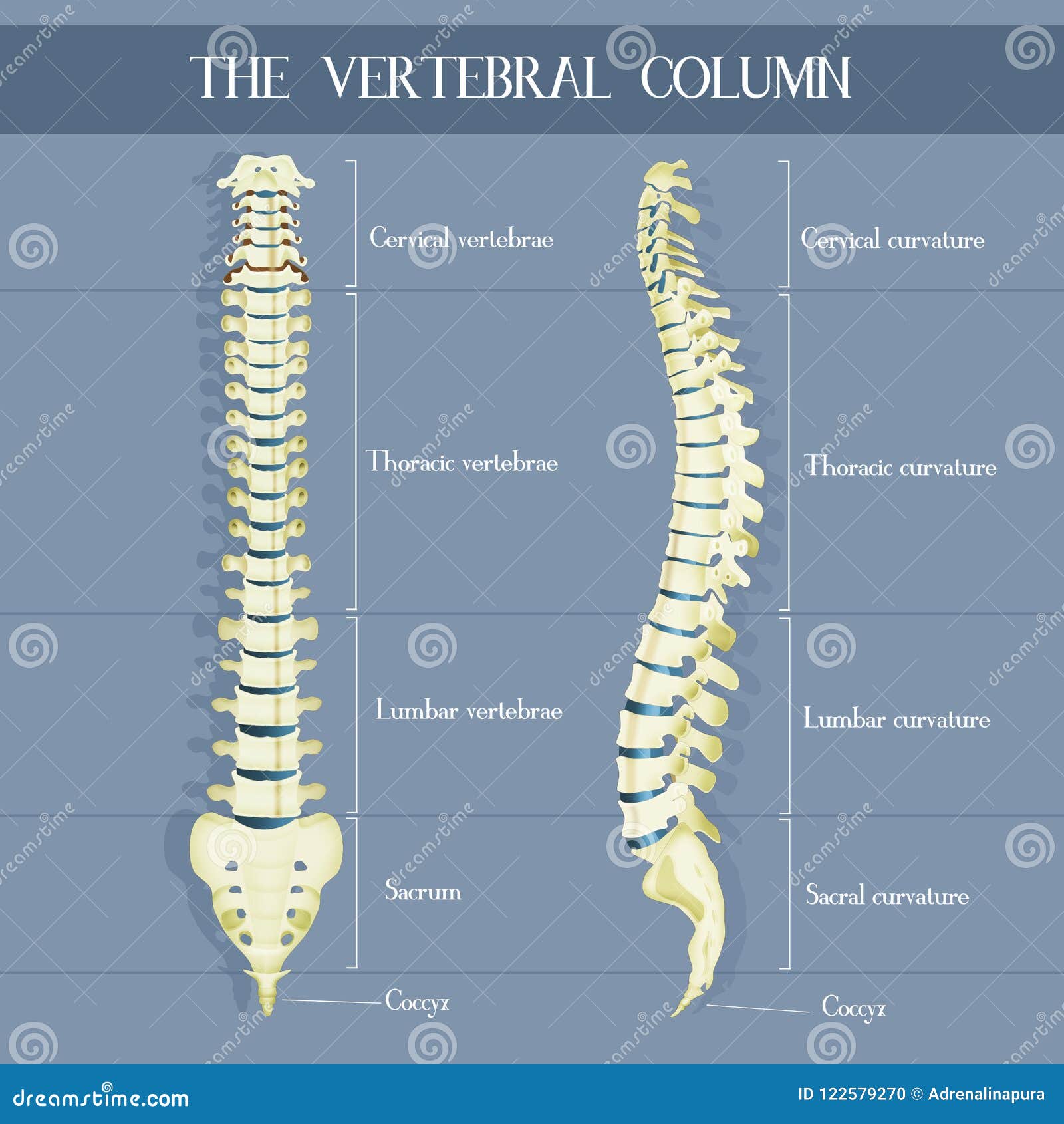 Illustration of the Vertebral Colum Stock Illustration - Illustration ...