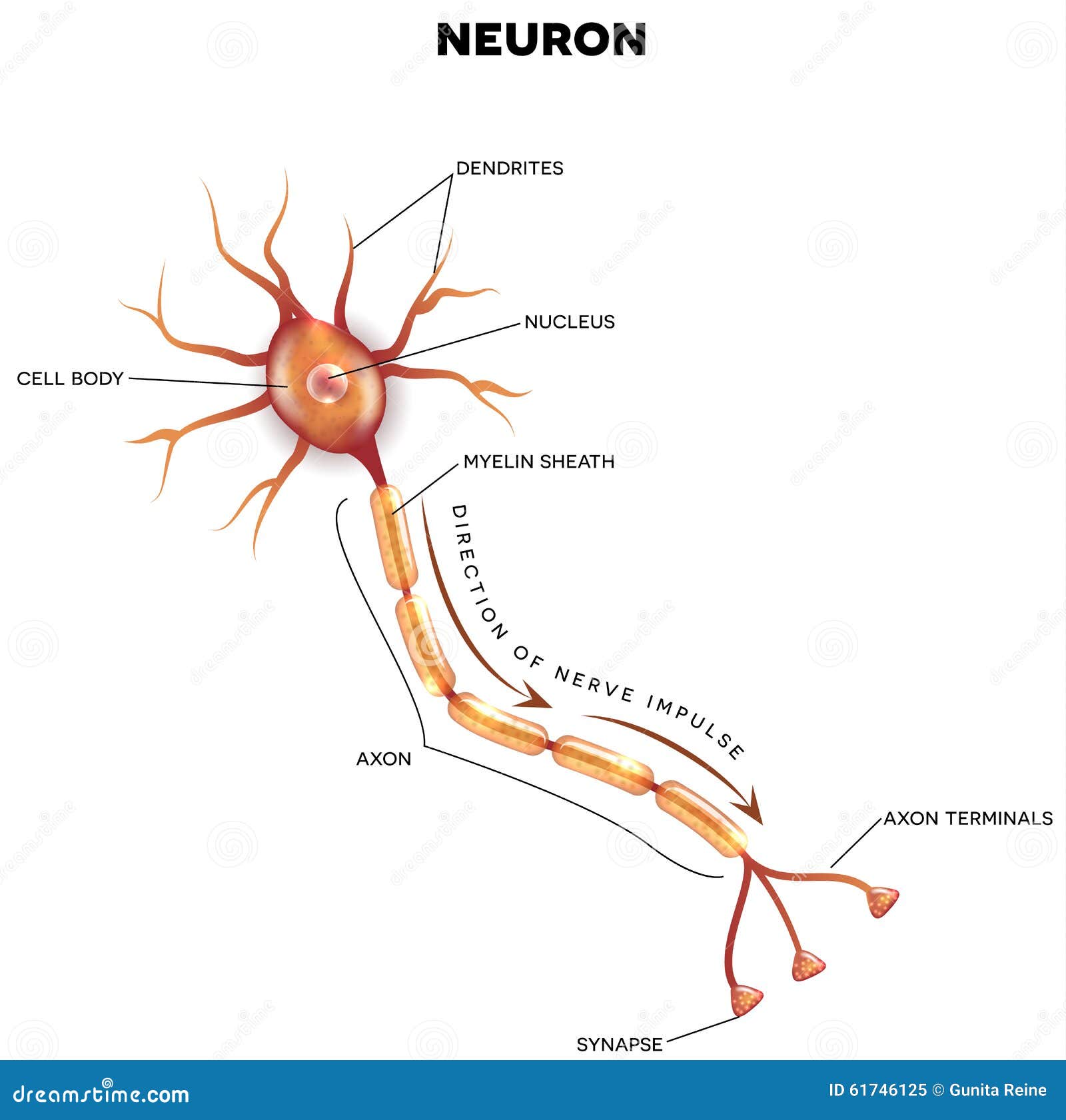 Circuits Diagram For Nerve Potential Potential Neurons Dummi