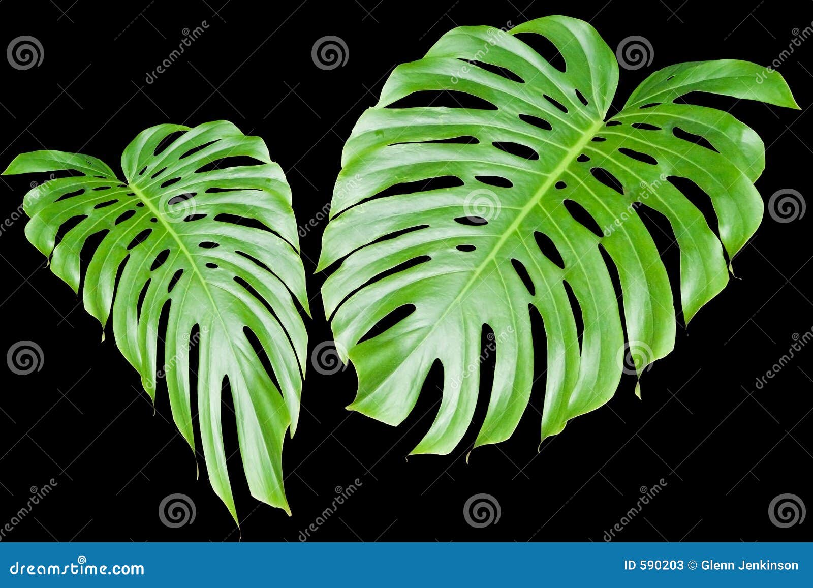 Large Tropical Leaves