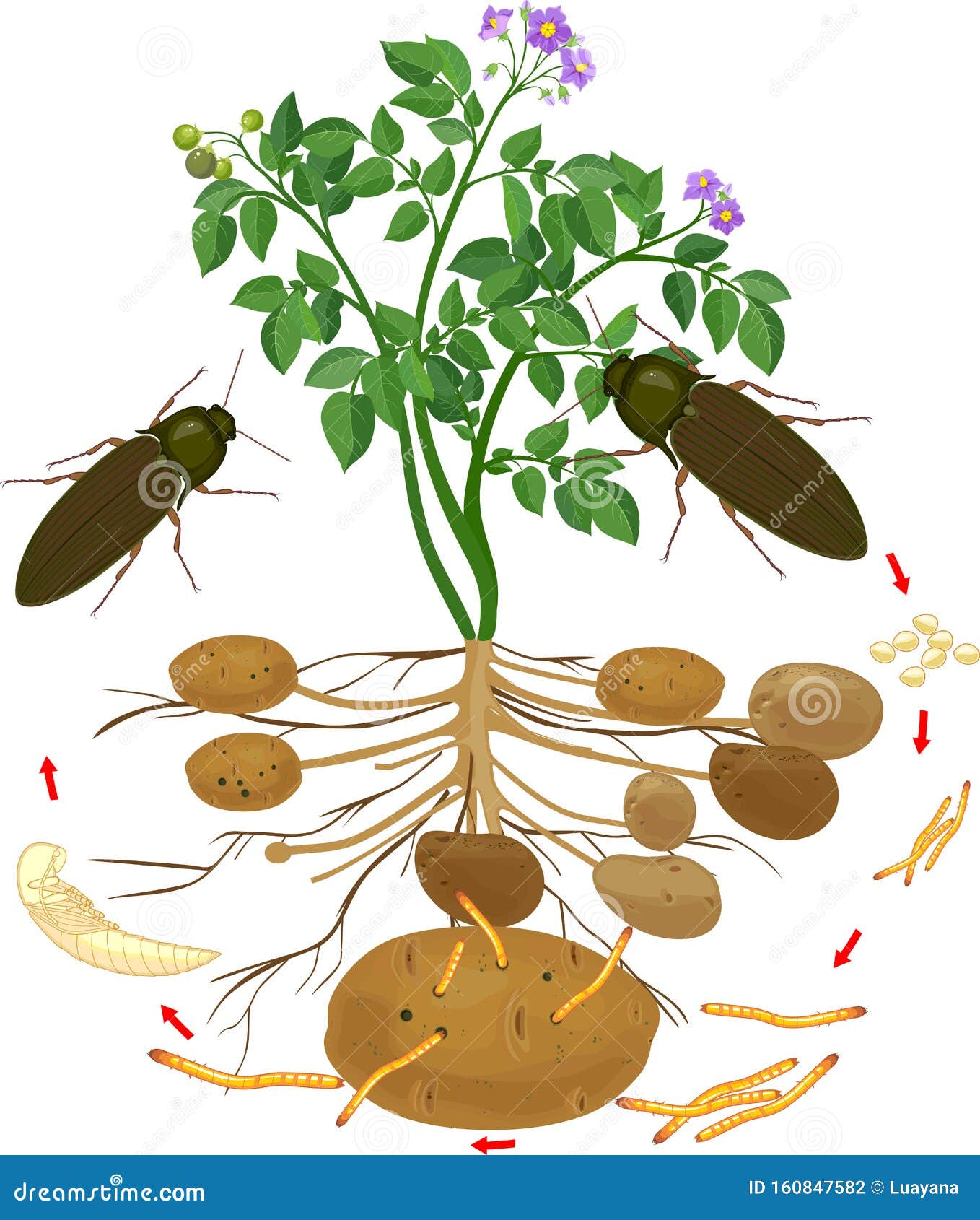 Life Cycle of Click Beetle Wireworm. Stock Vector - Illustration of ...