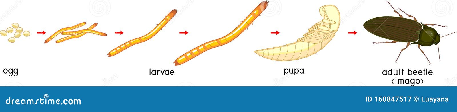 Wireworm Clipart And Illustrations