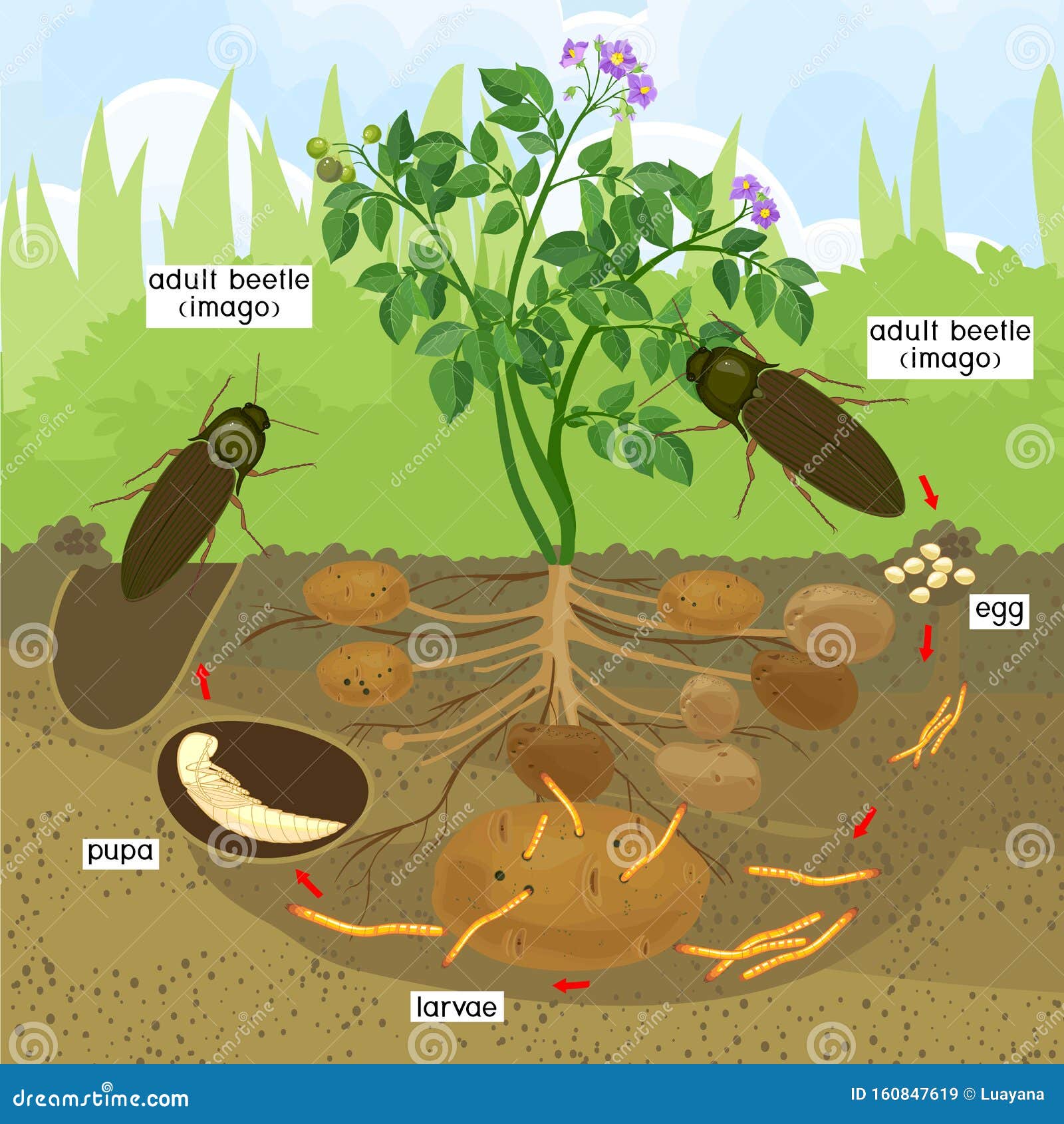 Life Cycle of Click Beetle Wireworm. Stock Vector - Illustration of ...