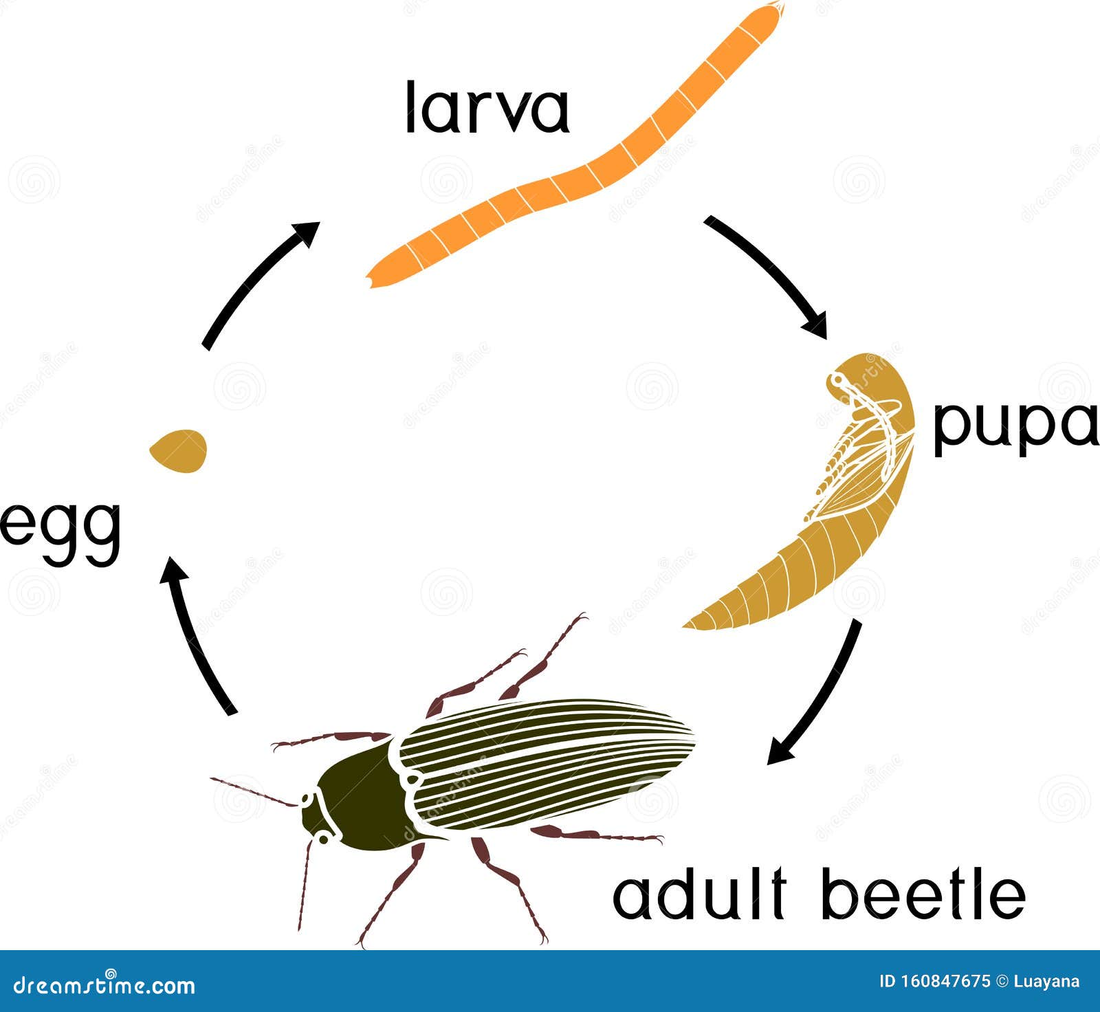 Life Cycle of Click Beetle Wireworm. Stock Vector - Illustration of ...