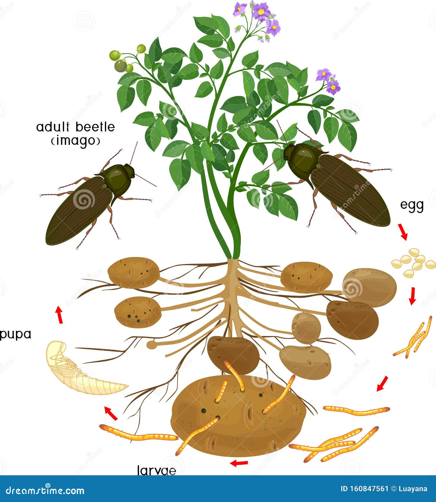 Wireworm Larva Of Click Beetle Cartoon Vector | CartoonDealer.com ...