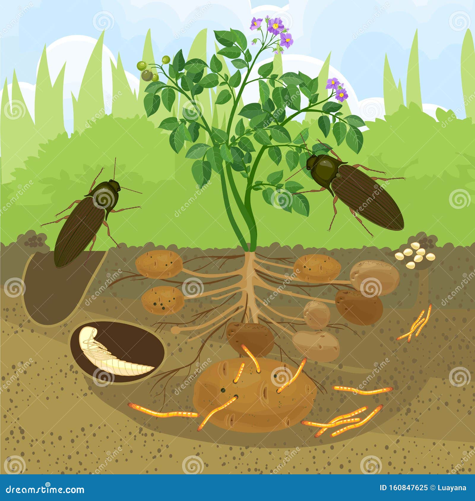 Life Cycle of Click Beetle Wireworm. Stock Vector - Illustration of ...