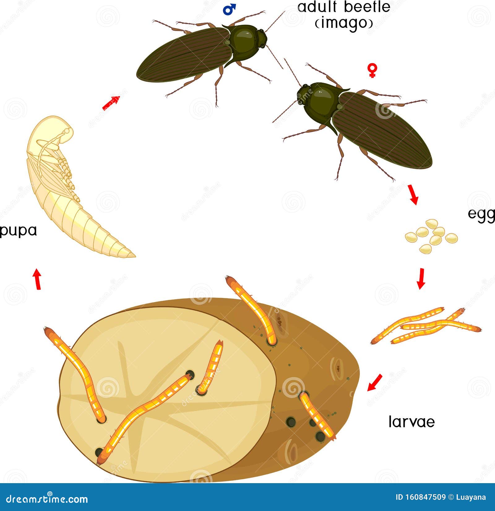 Life Cycle of Click Beetle Wireworm. Stock Vector - Illustration of ...