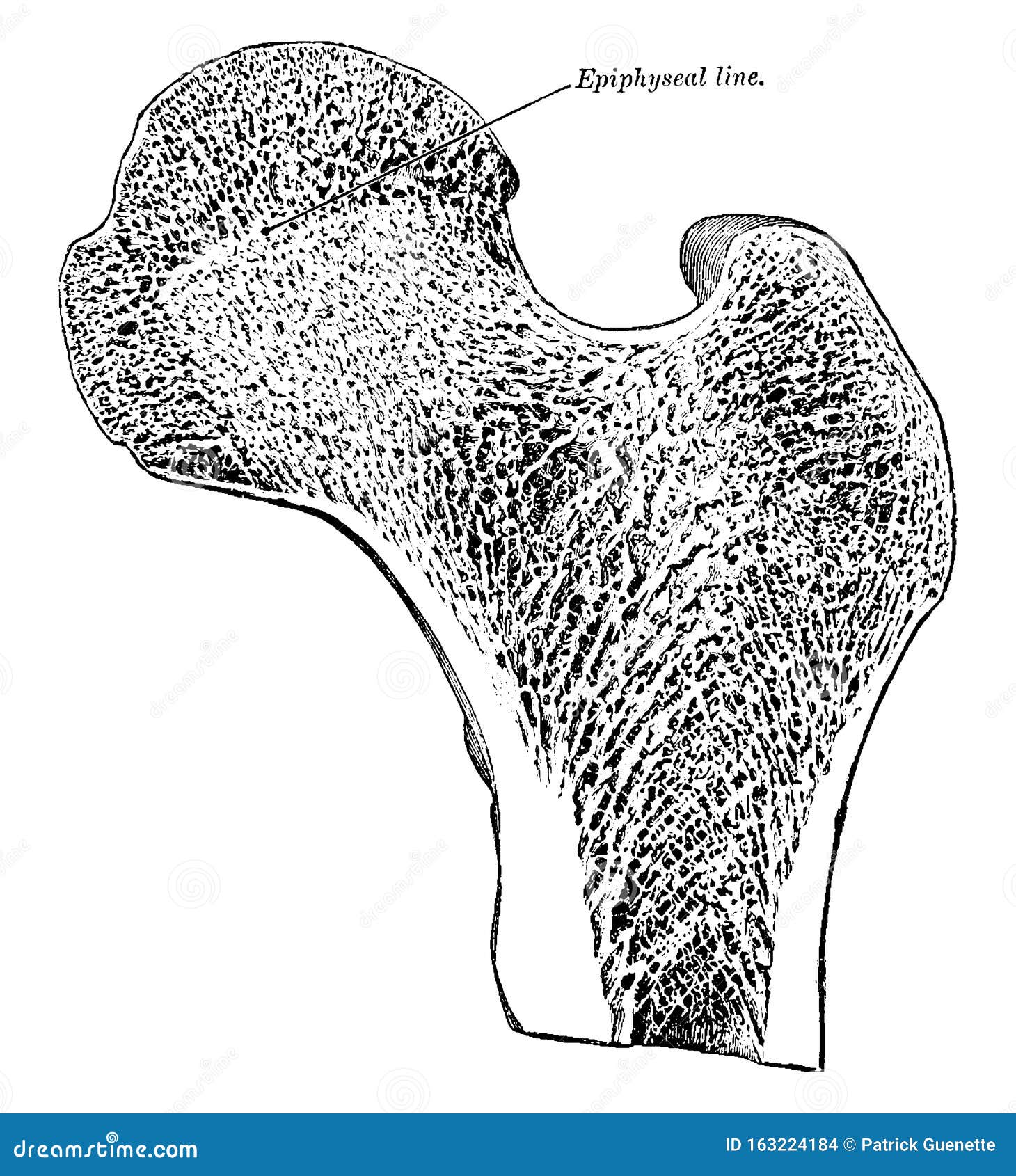 Longitudinal Section of Head of Femur, Vintage Illustration Stock ...