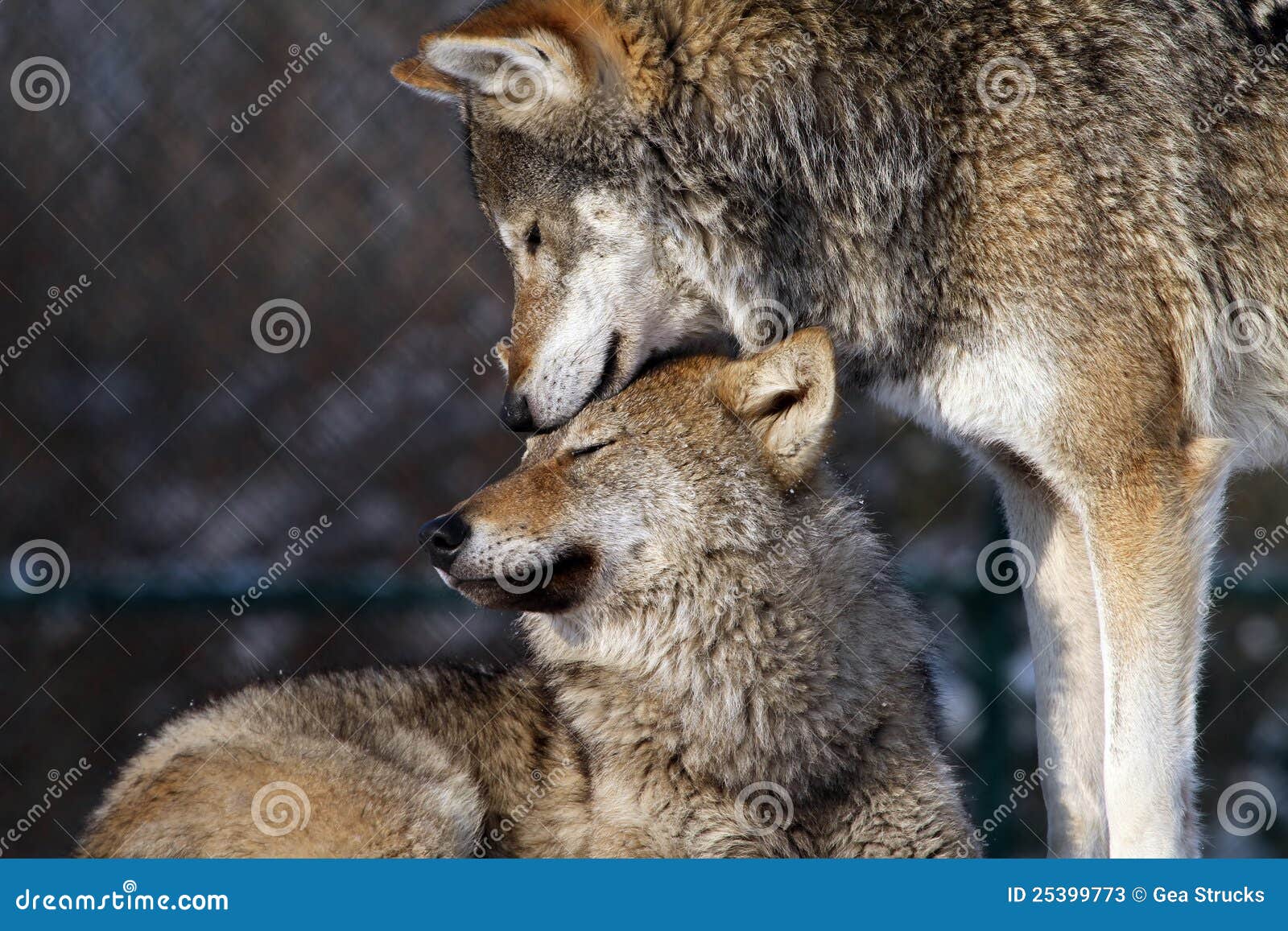 Mother and son wolf stock image. Image of european, wolves - 25399773