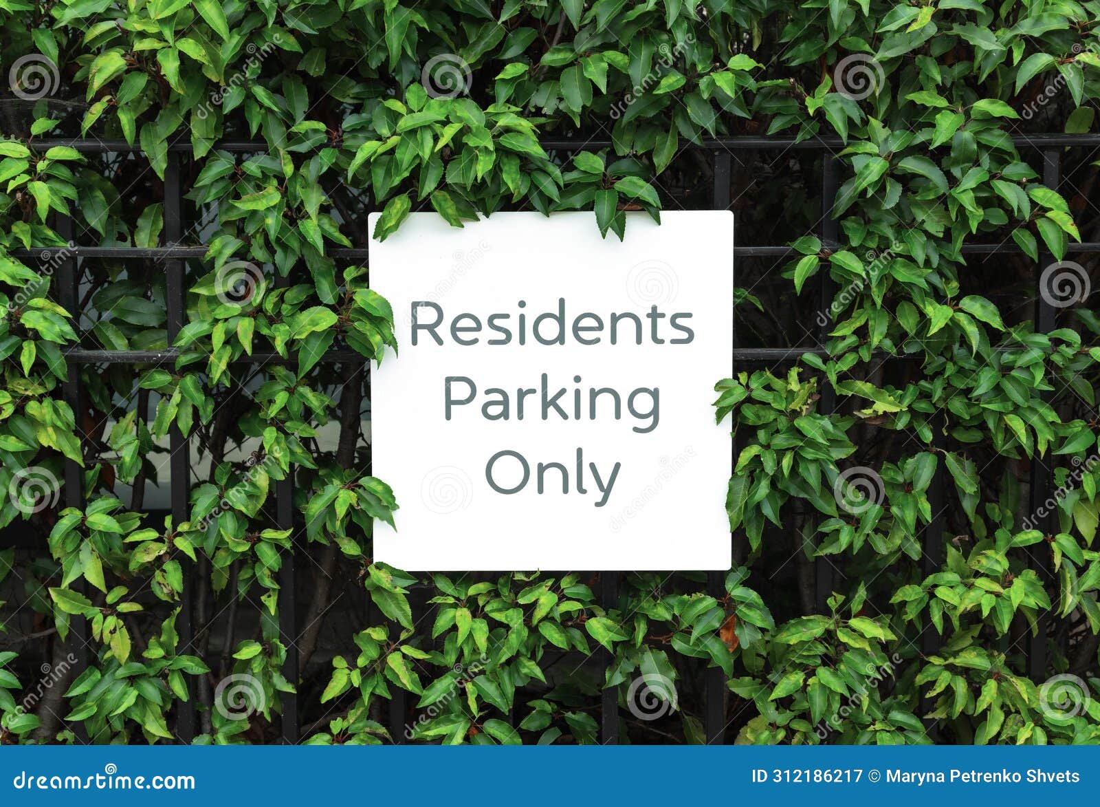 Parking for Residents only Sign on the Fence among Leaves of Bush Stock ...