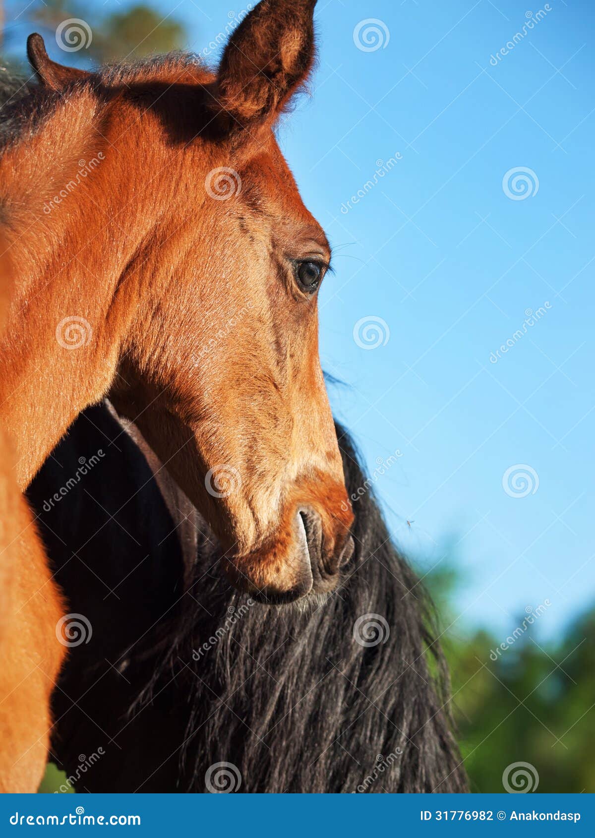 Portrait of Bay Hanoverian Foal Stock Photo - Image of young ...