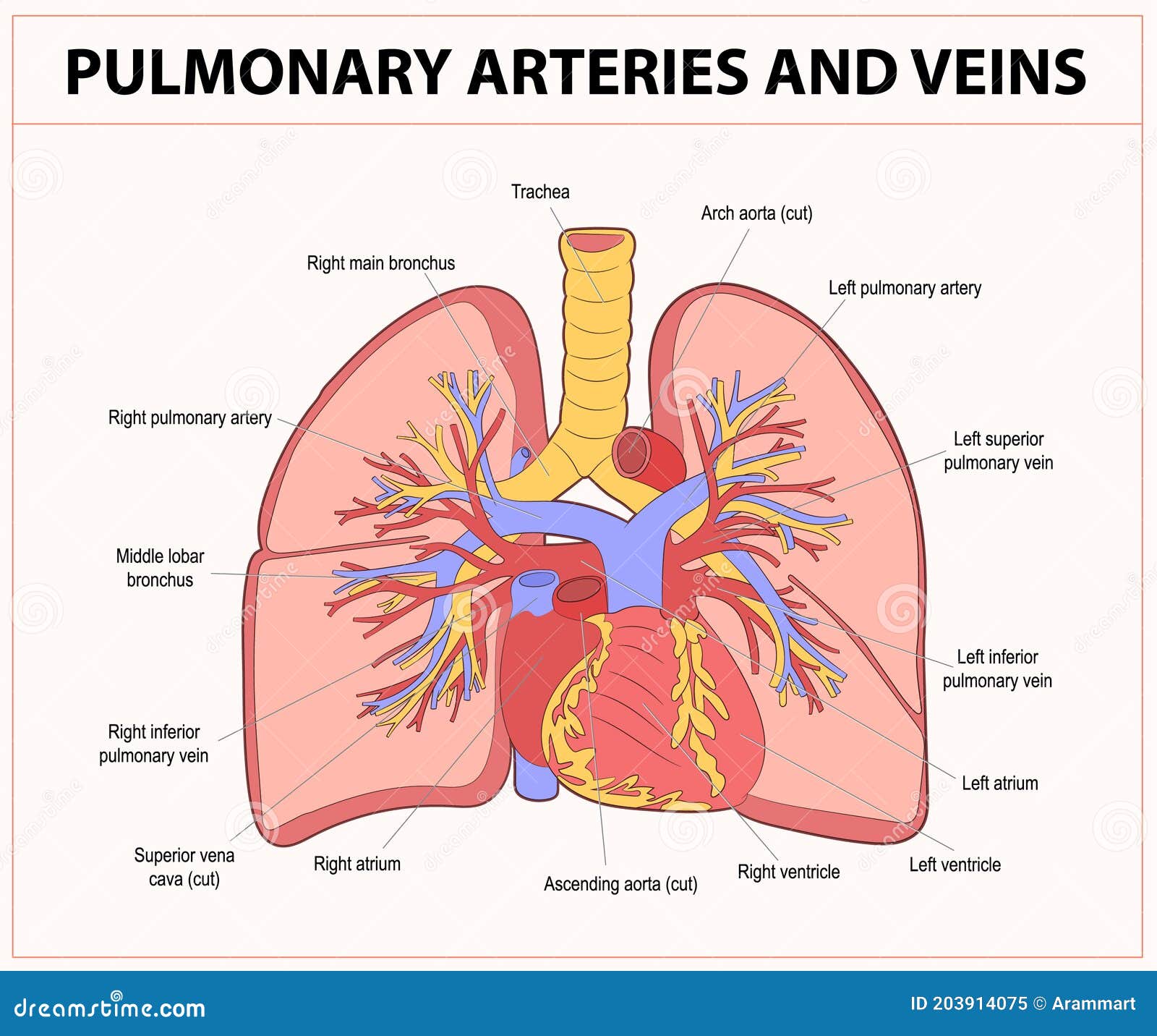 Pulmonary Artery Lung